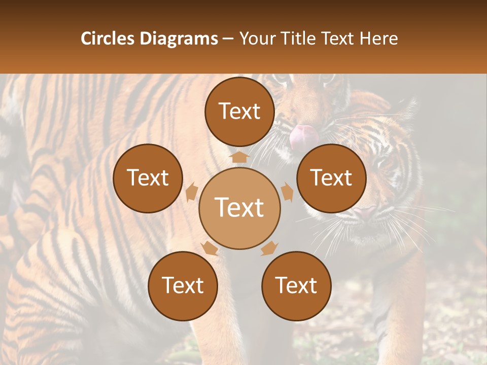 A Couple Of Tigers Standing Next To Each Other PowerPoint Template