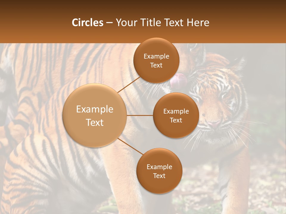 A Couple Of Tigers Standing Next To Each Other PowerPoint Template