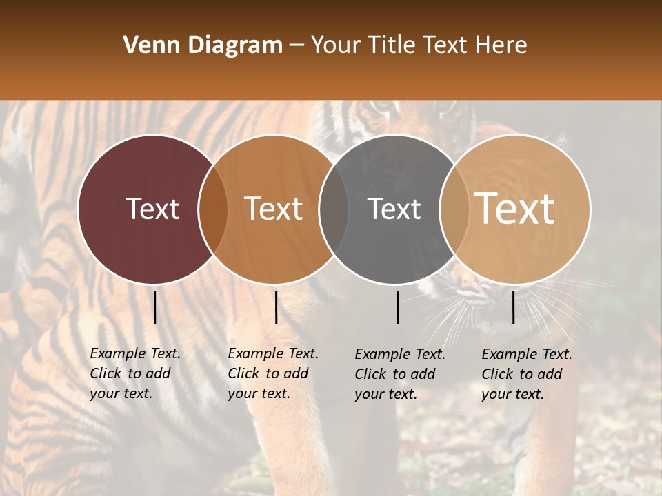 A Couple Of Tigers Standing Next To Each Other PowerPoint Template
