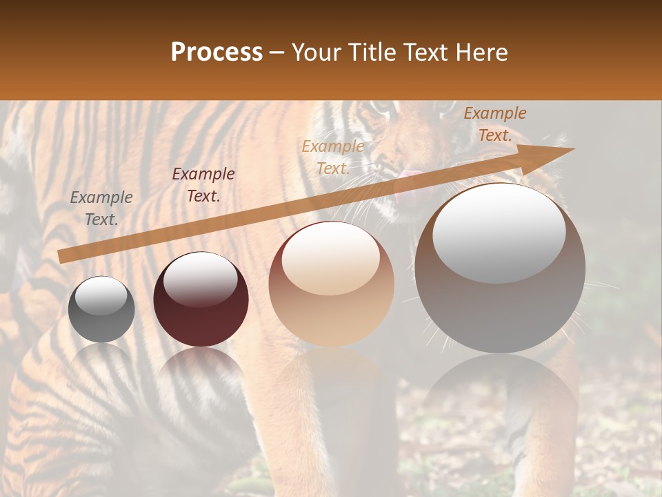 A Couple Of Tigers Standing Next To Each Other PowerPoint Template