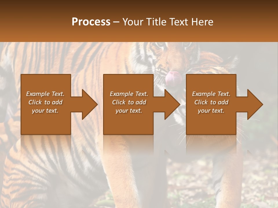 A Couple Of Tigers Standing Next To Each Other PowerPoint Template