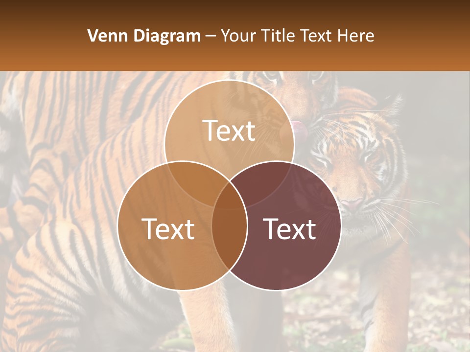 A Couple Of Tigers Standing Next To Each Other PowerPoint Template