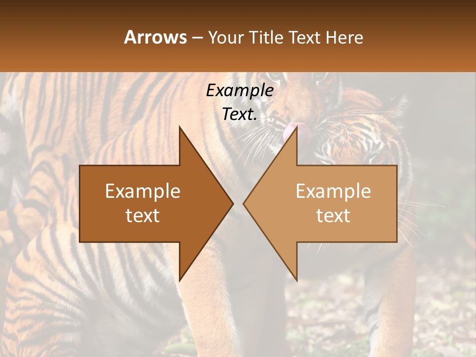 A Couple Of Tigers Standing Next To Each Other PowerPoint Template