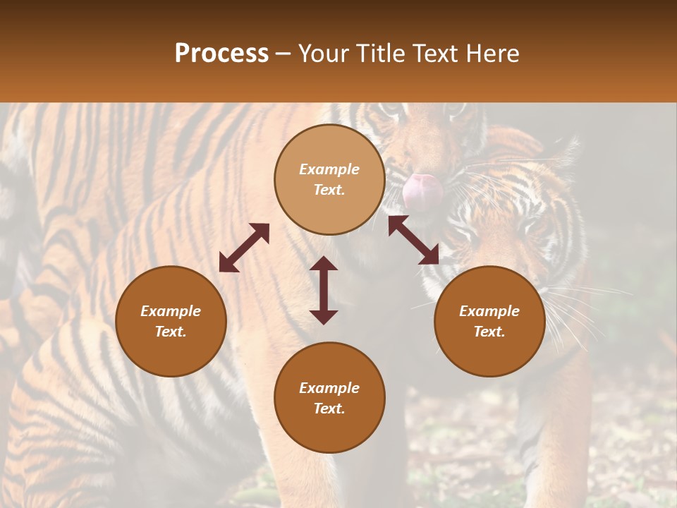 A Couple Of Tigers Standing Next To Each Other PowerPoint Template