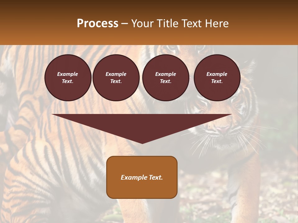 A Couple Of Tigers Standing Next To Each Other PowerPoint Template