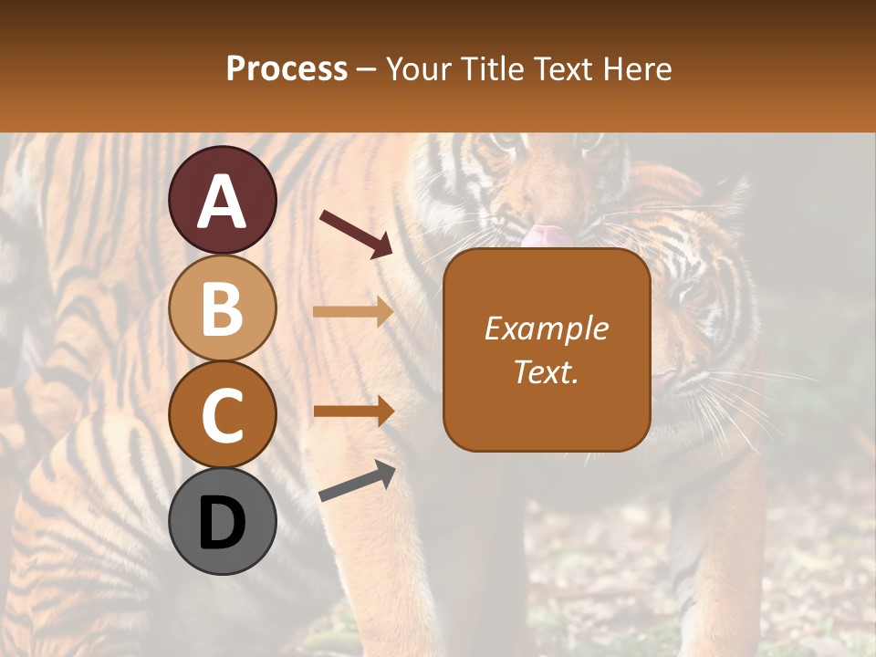A Couple Of Tigers Standing Next To Each Other PowerPoint Template
