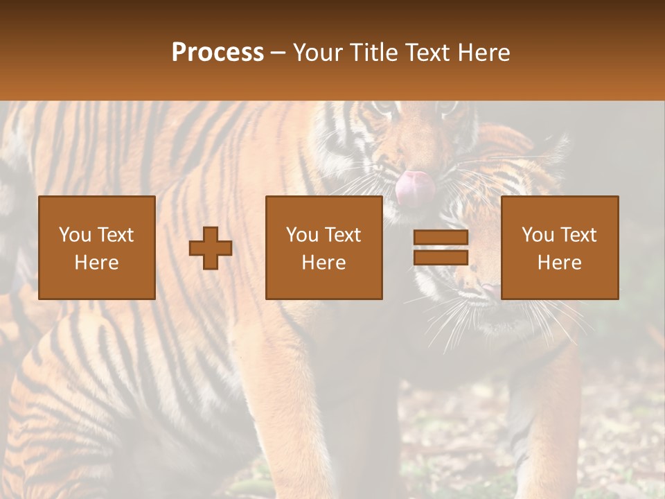 A Couple Of Tigers Standing Next To Each Other PowerPoint Template