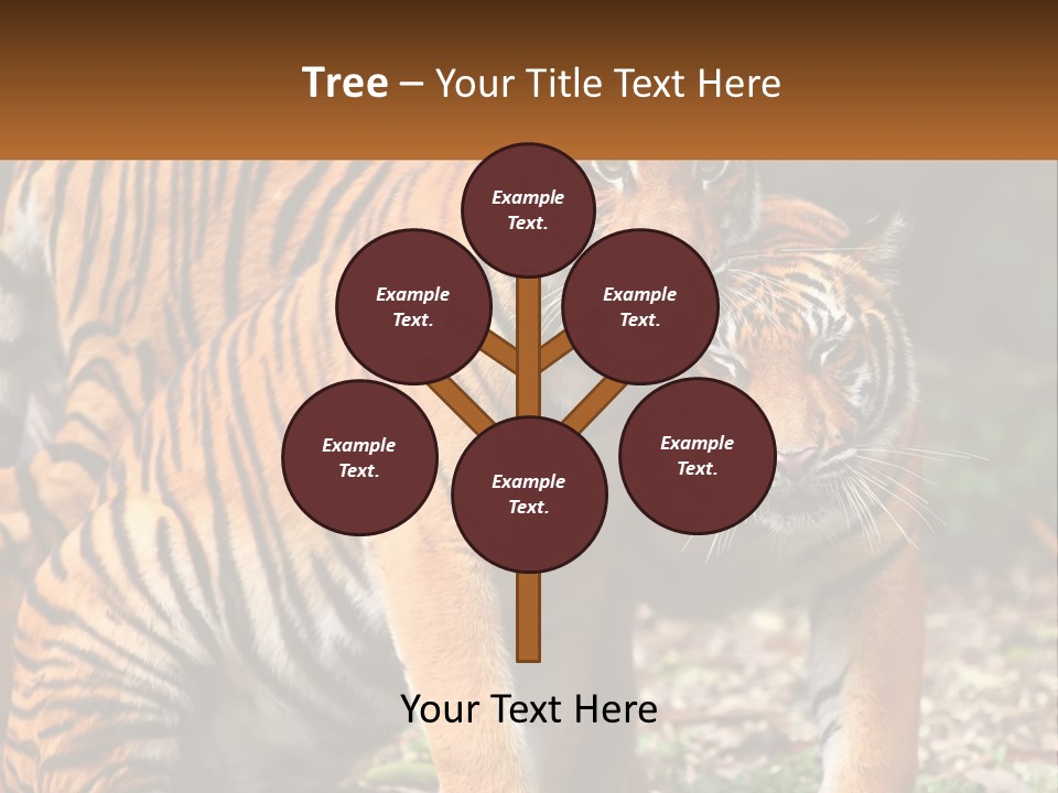 A Couple Of Tigers Standing Next To Each Other PowerPoint Template