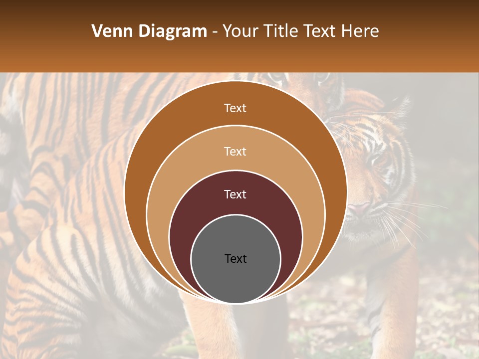 A Couple Of Tigers Standing Next To Each Other PowerPoint Template