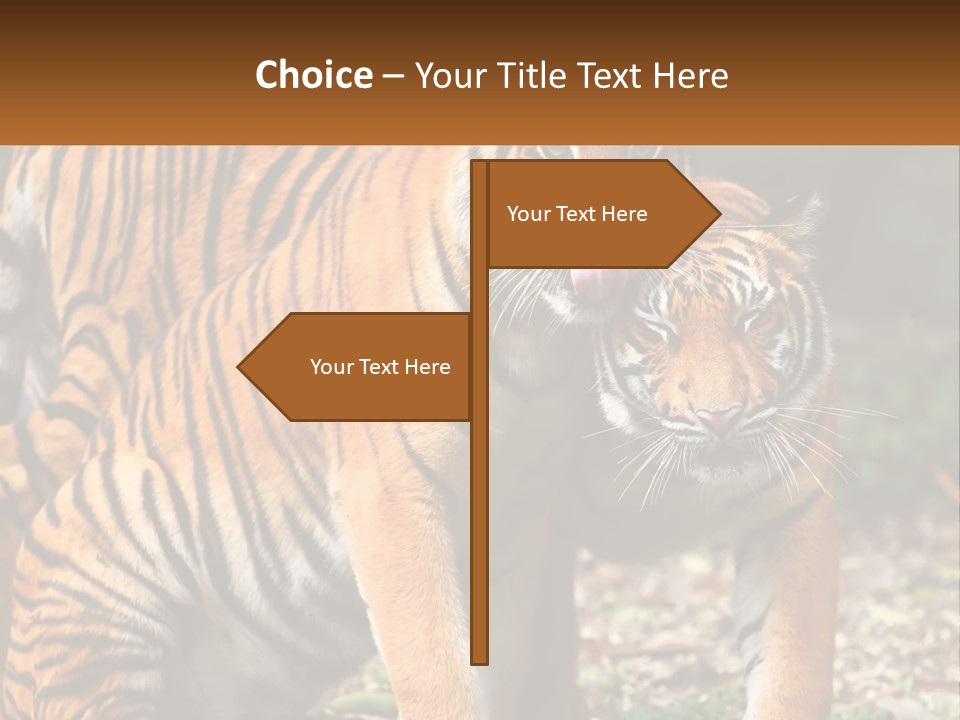 A Couple Of Tigers Standing Next To Each Other PowerPoint Template
