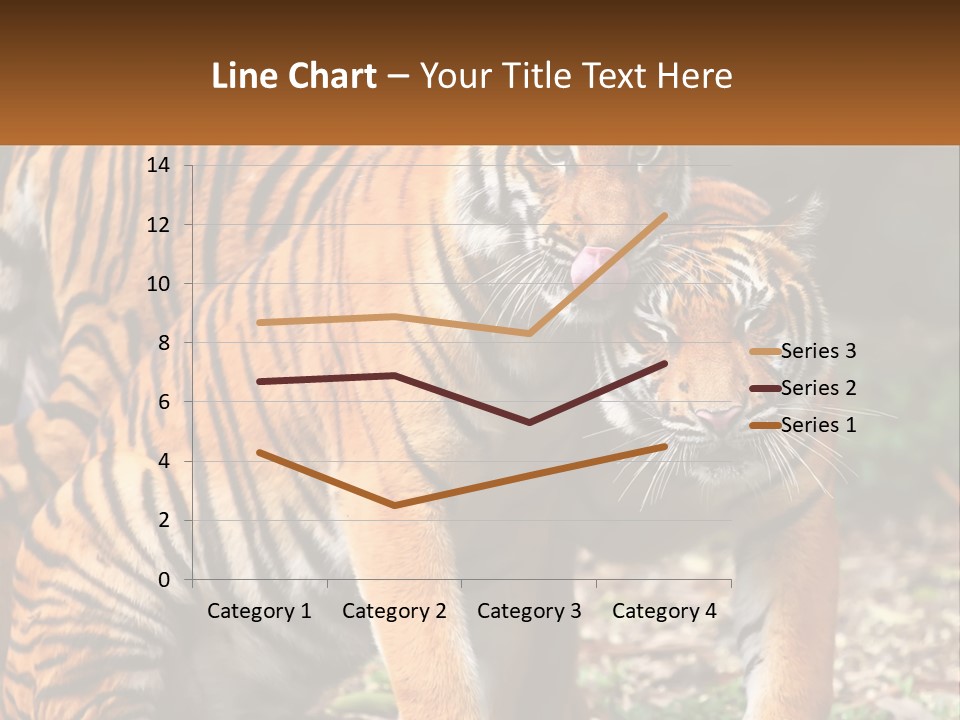 A Couple Of Tigers Standing Next To Each Other PowerPoint Template
