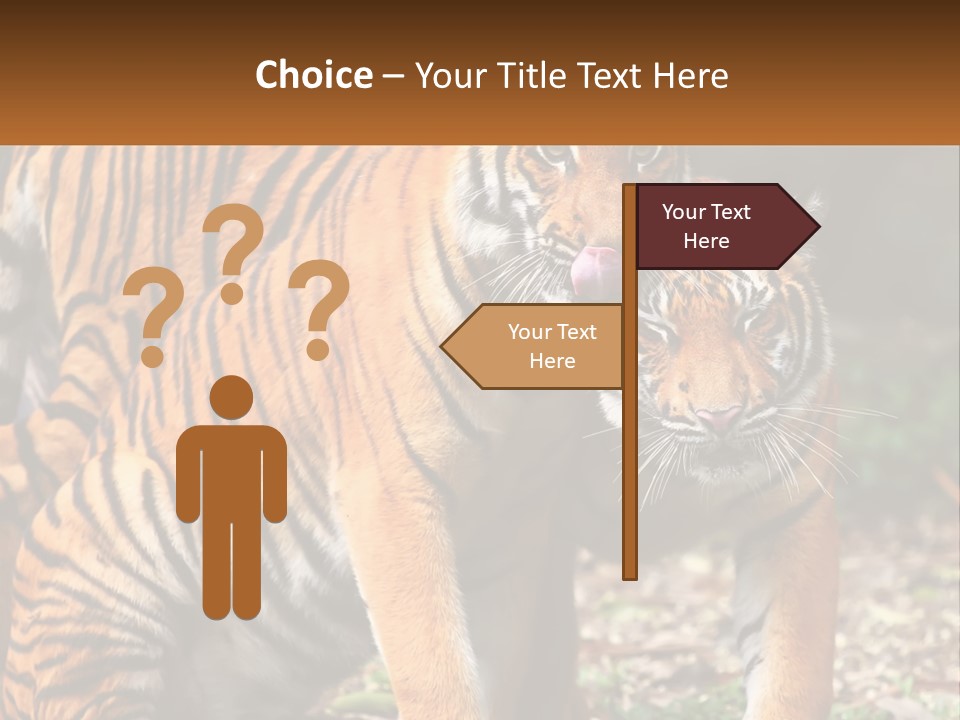 A Couple Of Tigers Standing Next To Each Other PowerPoint Template