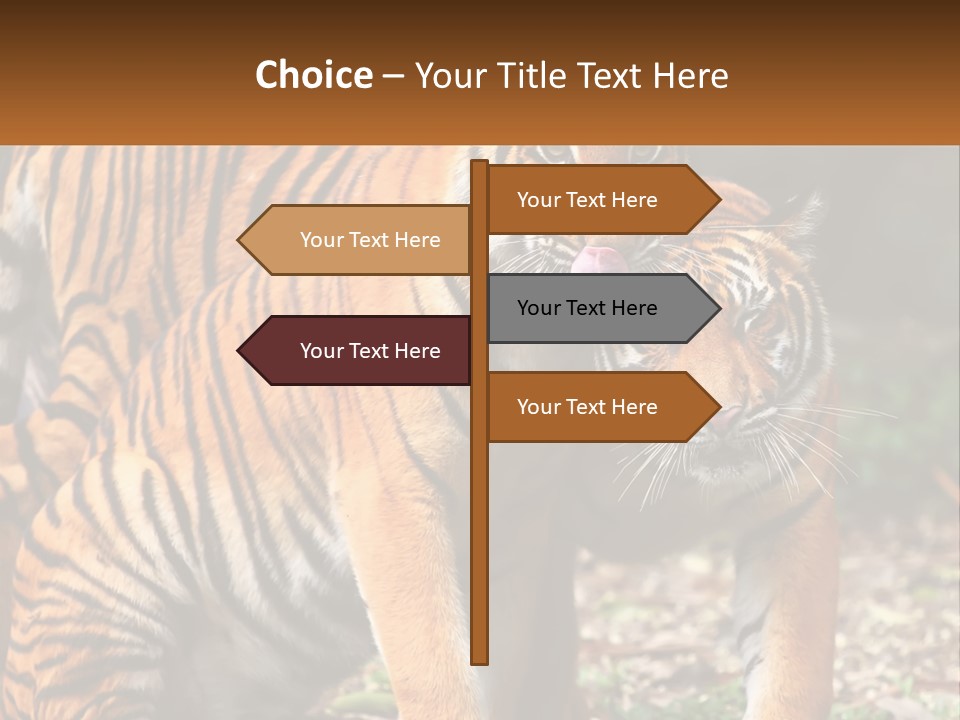 A Couple Of Tigers Standing Next To Each Other PowerPoint Template