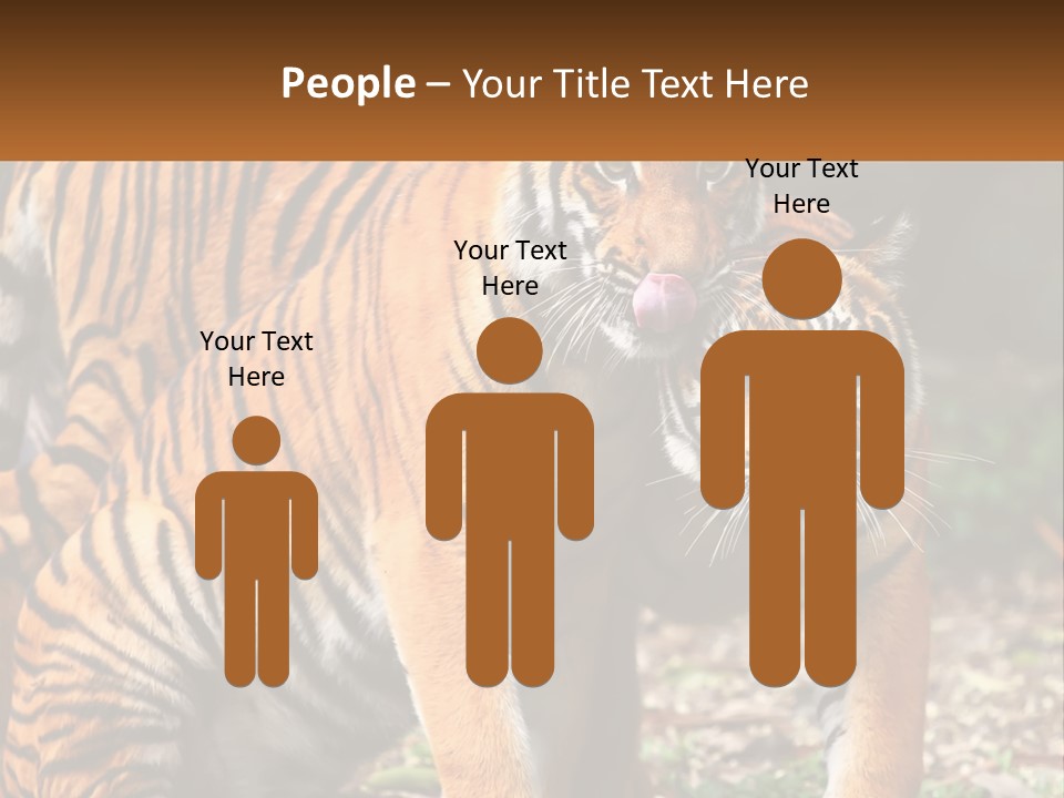 A Couple Of Tigers Standing Next To Each Other PowerPoint Template