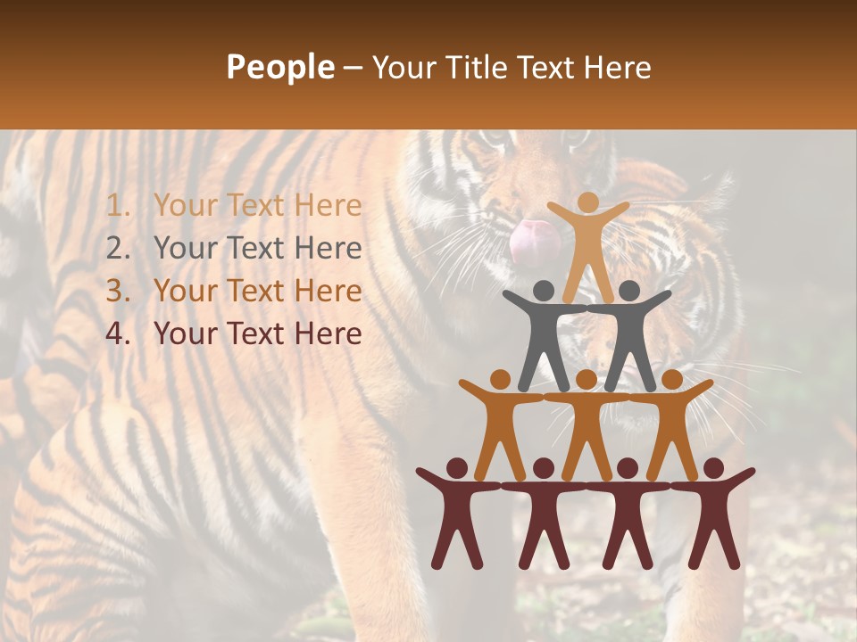 A Couple Of Tigers Standing Next To Each Other PowerPoint Template