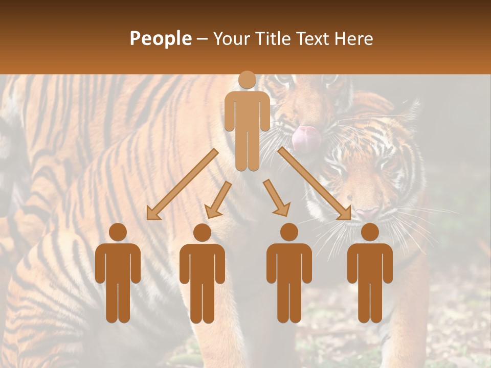 A Couple Of Tigers Standing Next To Each Other PowerPoint Template