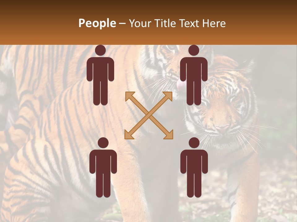 A Couple Of Tigers Standing Next To Each Other PowerPoint Template
