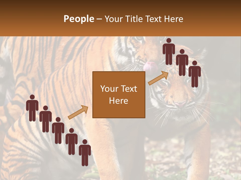 A Couple Of Tigers Standing Next To Each Other PowerPoint Template