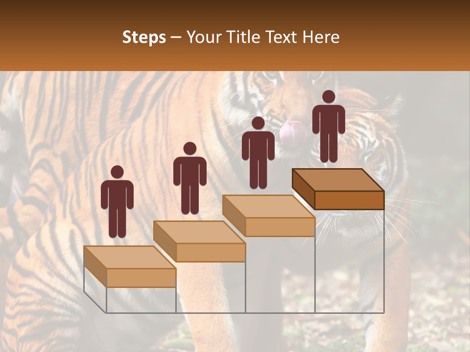 A Couple Of Tigers Standing Next To Each Other PowerPoint Template