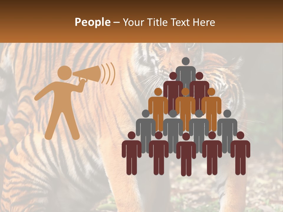 A Couple Of Tigers Standing Next To Each Other PowerPoint Template