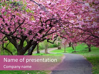 A Path With Pink Flowers On It And A Green Field In The Background PowerPoint Template