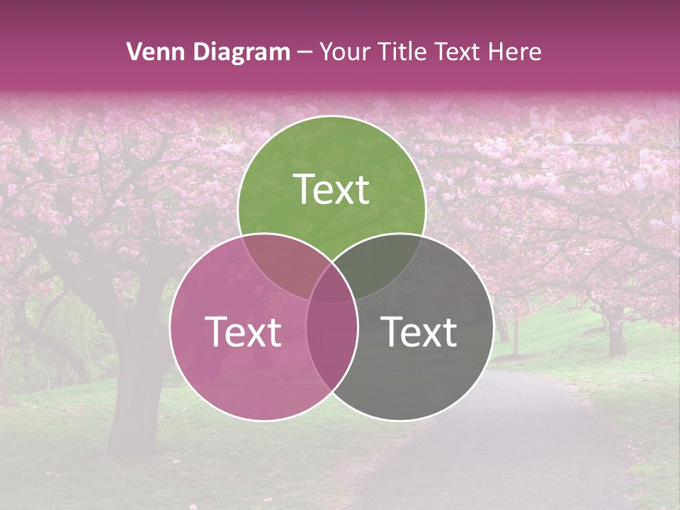 A Path With Pink Flowers On It And A Green Field In The Background PowerPoint Template