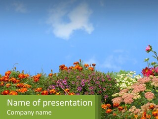 A Field Of Flowers With A Sky Background PowerPoint Template