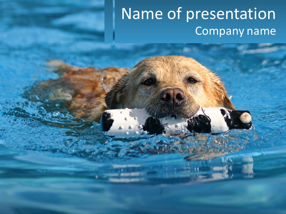 A Dog Swimming In A Pool With A Toy In Its Mouth PowerPoint Template