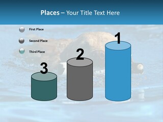 A Dog Swimming In A Pool With A Toy In Its Mouth PowerPoint Template