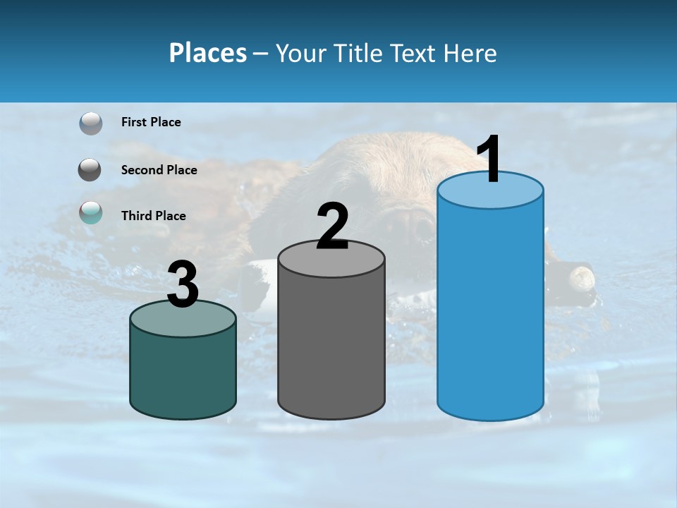 A Dog Swimming In A Pool With A Toy In Its Mouth PowerPoint Template