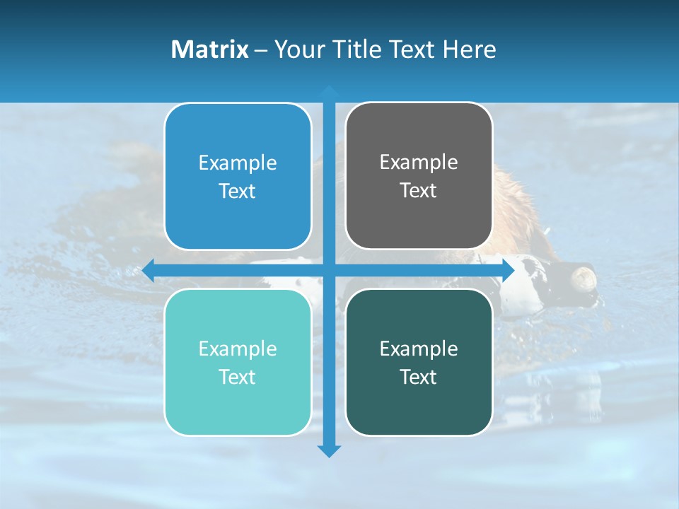 A Dog Swimming In A Pool With A Toy In Its Mouth PowerPoint Template