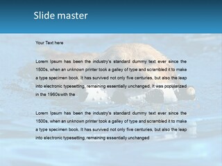 A Dog Swimming In A Pool With A Toy In Its Mouth PowerPoint Template