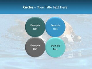 A Dog Swimming In A Pool With A Toy In Its Mouth PowerPoint Template