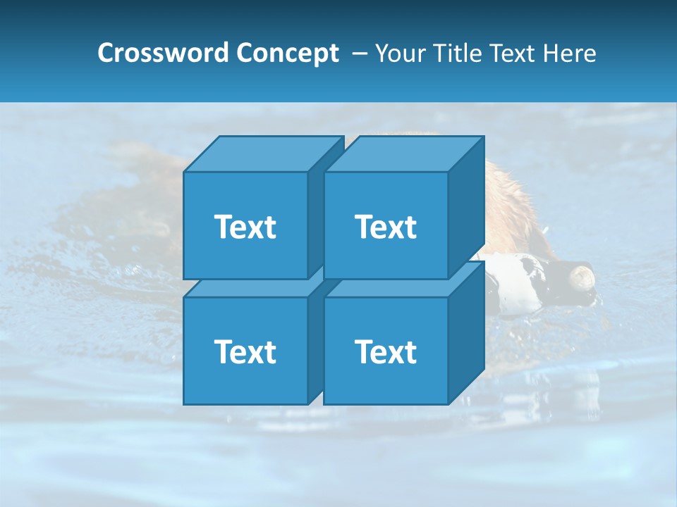 A Dog Swimming In A Pool With A Toy In Its Mouth PowerPoint Template