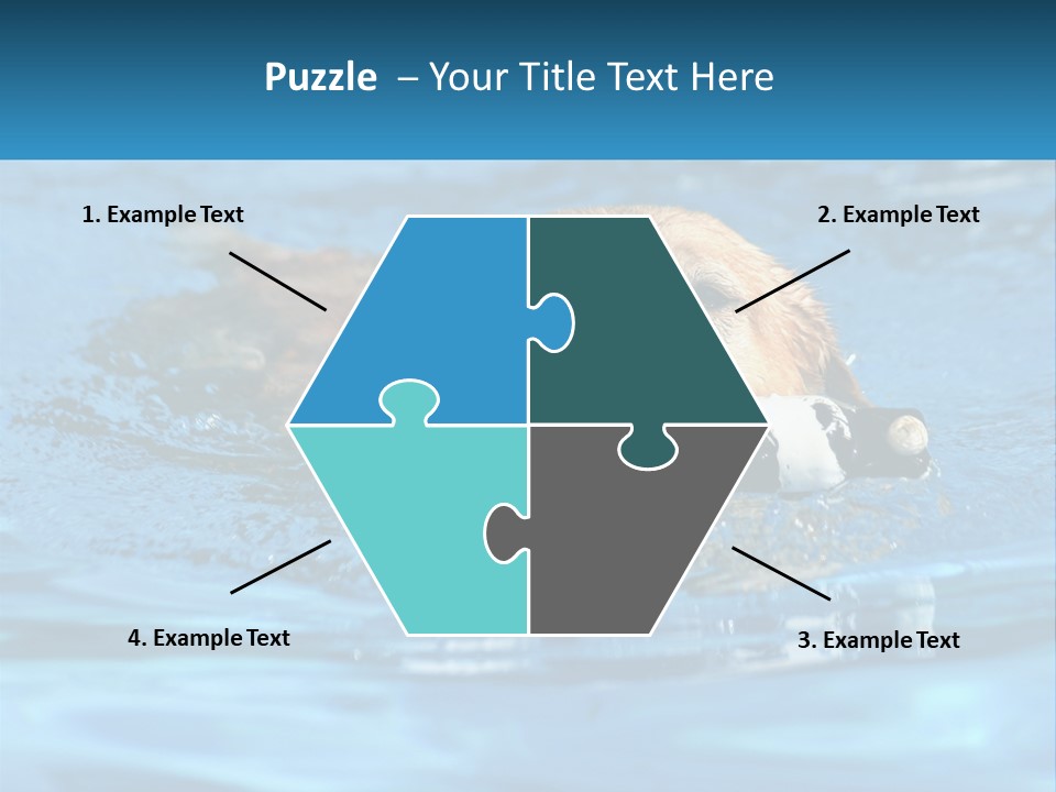 A Dog Swimming In A Pool With A Toy In Its Mouth PowerPoint Template