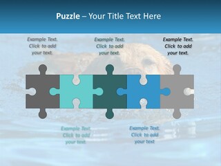 A Dog Swimming In A Pool With A Toy In Its Mouth PowerPoint Template