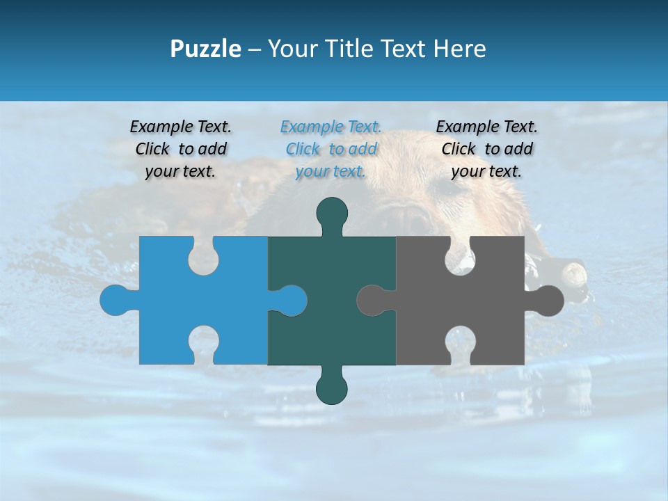 A Dog Swimming In A Pool With A Toy In Its Mouth PowerPoint Template