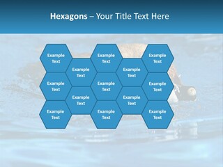 A Dog Swimming In A Pool With A Toy In Its Mouth PowerPoint Template