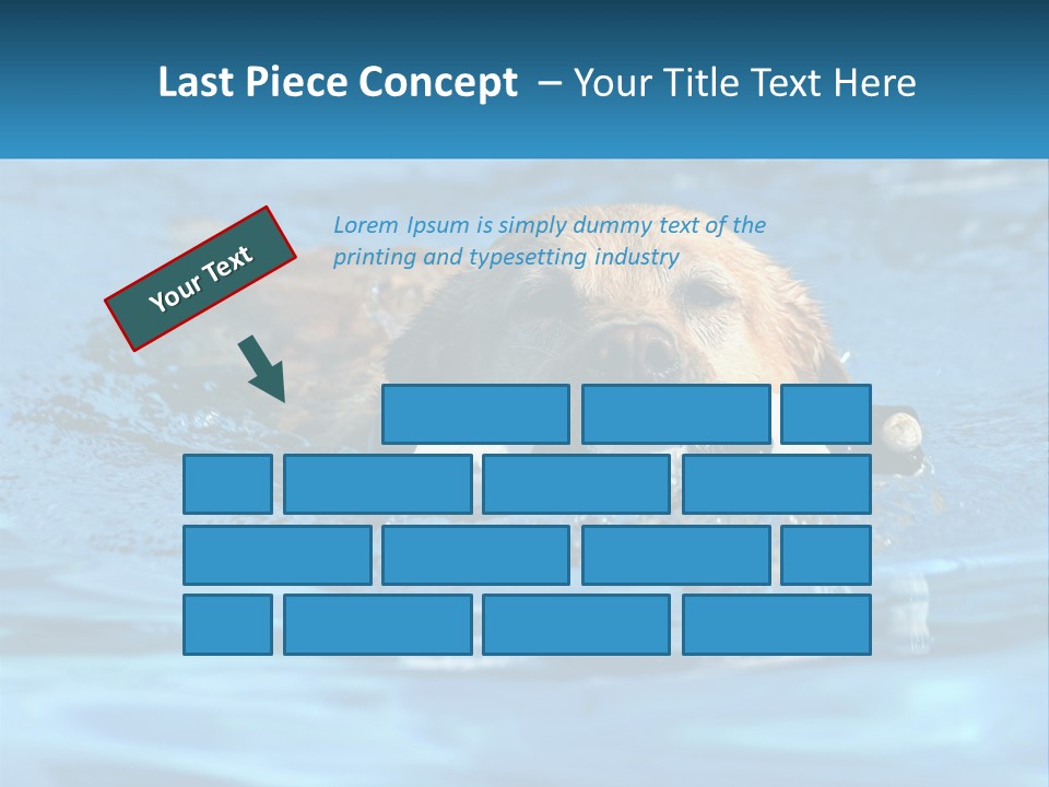 A Dog Swimming In A Pool With A Toy In Its Mouth PowerPoint Template