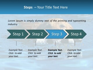 A Dog Swimming In A Pool With A Toy In Its Mouth PowerPoint Template