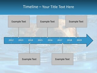 A Dog Swimming In A Pool With A Toy In Its Mouth PowerPoint Template