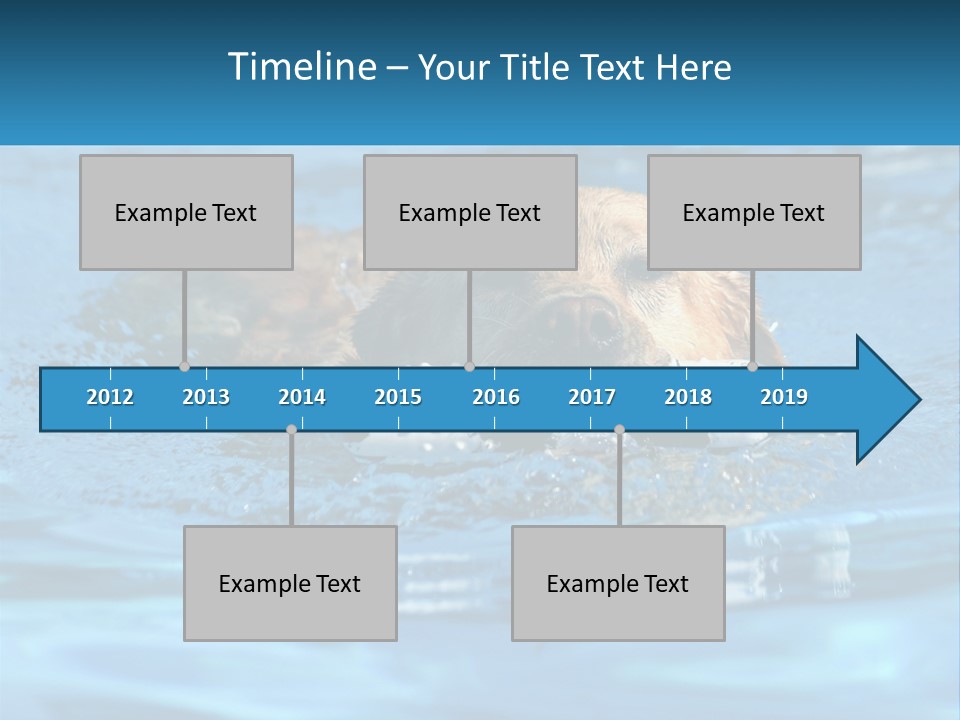 A Dog Swimming In A Pool With A Toy In Its Mouth PowerPoint Template
