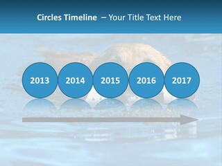 A Dog Swimming In A Pool With A Toy In Its Mouth PowerPoint Template