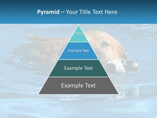 A Dog Swimming In A Pool With A Toy In Its Mouth PowerPoint Template