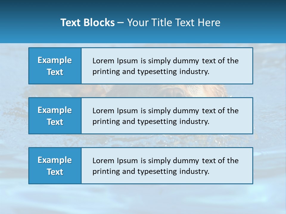 A Dog Swimming In A Pool With A Toy In Its Mouth PowerPoint Template