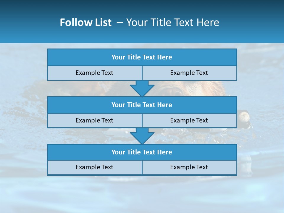 A Dog Swimming In A Pool With A Toy In Its Mouth PowerPoint Template