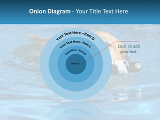 A Dog Swimming In A Pool With A Toy In Its Mouth PowerPoint Template
