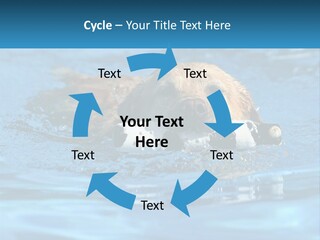 A Dog Swimming In A Pool With A Toy In Its Mouth PowerPoint Template