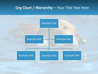 A Dog Swimming In A Pool With A Toy In Its Mouth PowerPoint Template