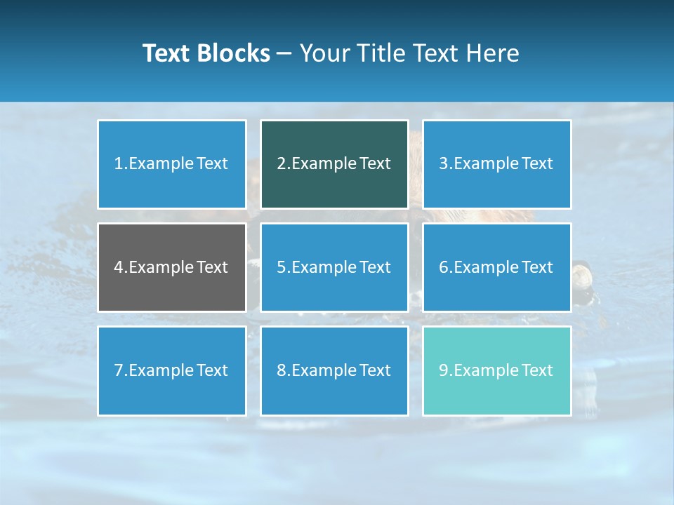 A Dog Swimming In A Pool With A Toy In Its Mouth PowerPoint Template